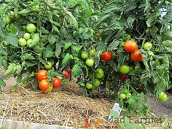 Cómo cultivar un tomate "Pantano"? Descripción y características de la variedad