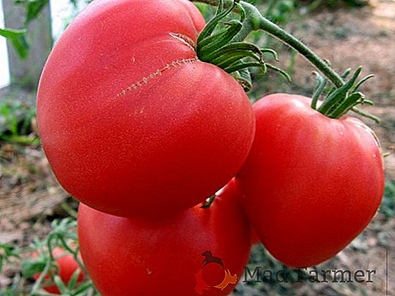 Cum să crească o tomată "Inima unui bivol"? Descriere, caracteristici și fotografii ale soiului cu maturitate medie