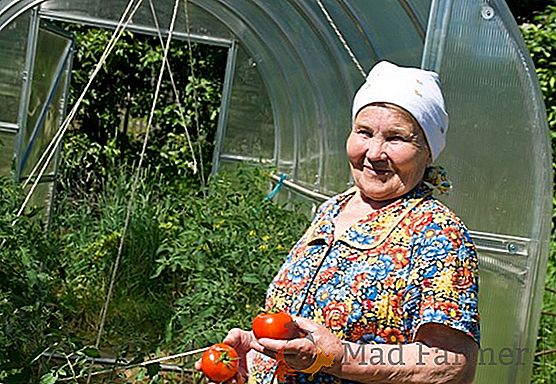 Comment faire pousser des tomates dans une serre toute l'année: caractéristiques des soins pour augmenter les rendements