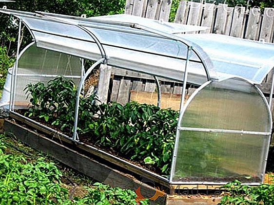 Comment faire pousser des légumes dans une serre en polycarbonate à haut rendement: caractéristiques technologiques