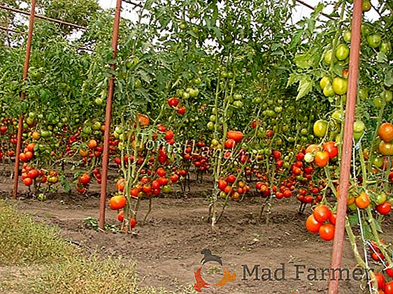 Cómo atar correctamente los tomates en un invernadero: ventajas, métodos, materiales, fotos