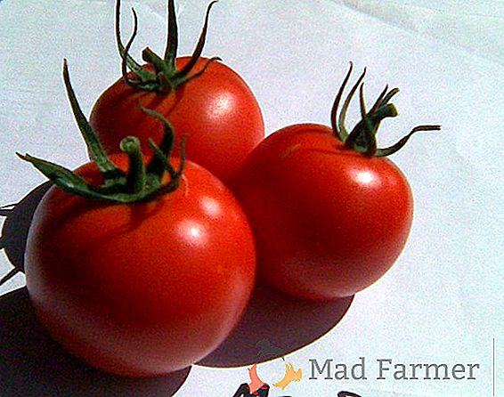 Híbrido de la selección holandesa - variedad de tomate "Tarpan" f1: foto, descripción y características