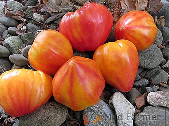 Idealno za otvorenu rajčicu "Sevryuga": karakteristike i opis sorte, fotografija