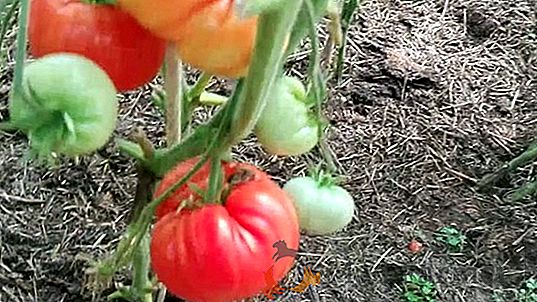 Culture industrielle de tomates dans une serre en tant qu'entreprise: avantages et inconvénients