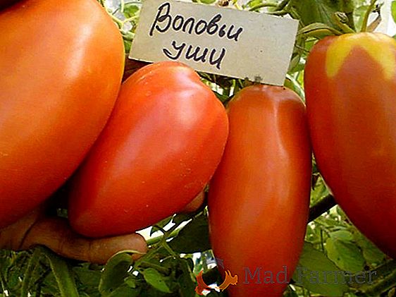Tomate intéressante et peu exigeante "Les oreilles de bœuf": une description de la variété et de la photo