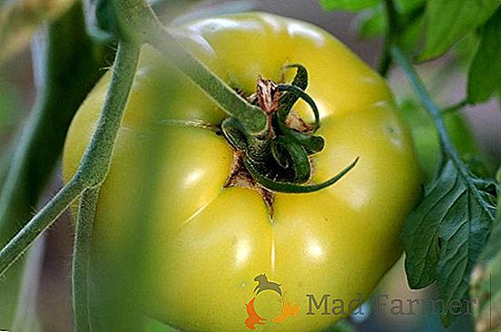 Veľkoplošná a lahodná paradajka "Orange Giant": popis odrody, kultivácia, fotografie paradajkového ovocia