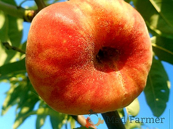 Velike svetle sadje bo prinesla veselje in okus nikoli ne boste pozabili - opis sort paradižnika "Rosemary funt"