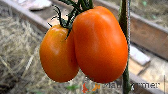 Variedade popular de seleção russa - tomate "Fatima": descrição, características, foto