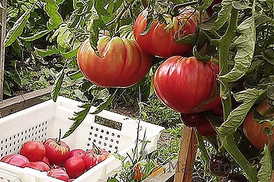 Tomate cu fructe de mare "Giant roz": descrierea soiului, caracteristici, secrete de cultivare, fotografii de tomate