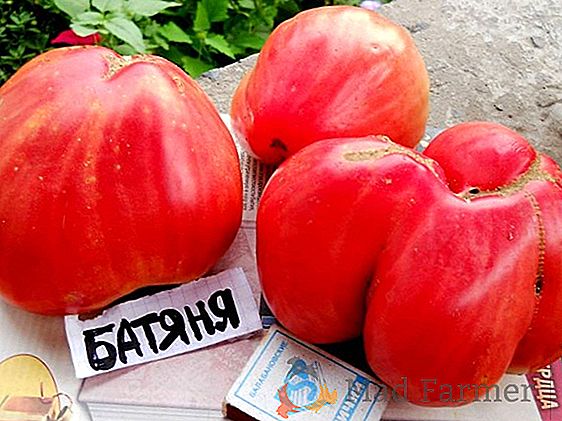 Voditelj među najboljim rajčicama "Batyanya": karakteristike i opis sorte, fotografija