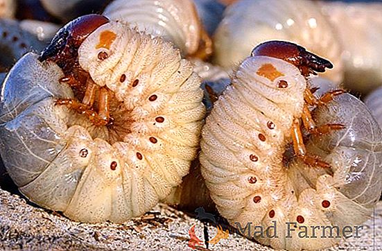 Métodos y medidas para controlar las larvas del escarabajo de mayo