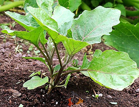 Metódy pestovania semien baklažánu v kochle, rašelinových a toaletných papieroch: vlastnosti výsadby a starostlivosti o každú metódu