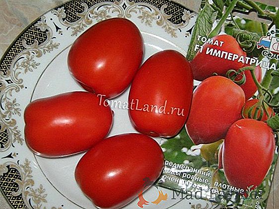 Hibrid pe termen mediu - tomate "Major" f1. Totul despre creștere, precum și descrierea și caracteristicile varietății