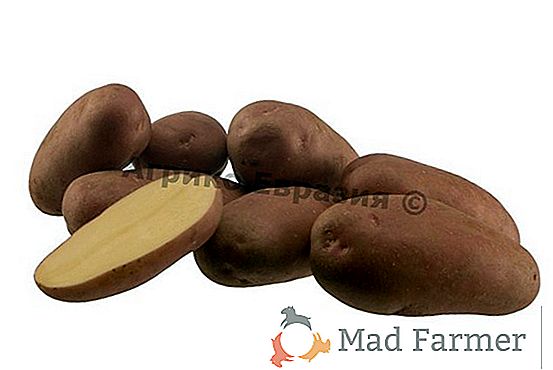 Pomme de terre d'âge mûr "Lady Claire" (Lady Claire), description de la variété, caractéristiques et photos