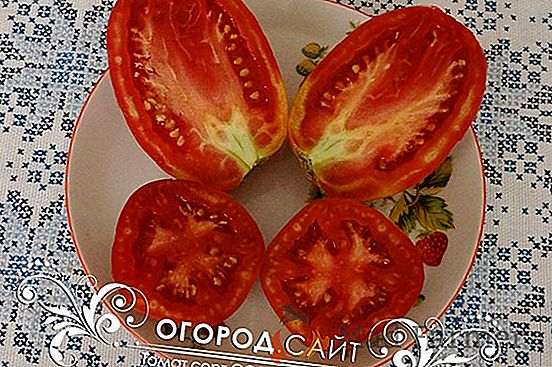 Ново разнообразие от домати от сибирска селекция "японски раци" - описание, характеристики, снимка