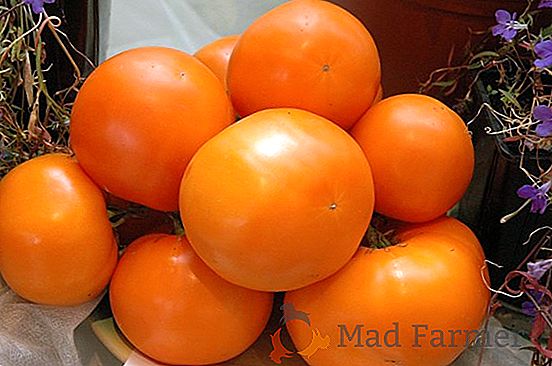 Laranja milagre - tomate "Dina": uma descrição da variedade, foto