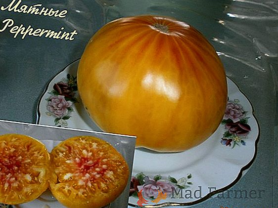 Mirosul portocaliu cu gust delicat - tomate "Golden Heart": caracteristicile și descrierea soiului, foto