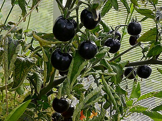 Fructele originale și gustul special - roșii "Cadoul țarului": descrierea soiului, fotografiile, particularitățile cultivării