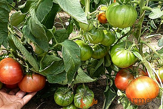 Przegląd odmian pomidorów do szklarni i otwartej przestrzeni, odporny na zarazę