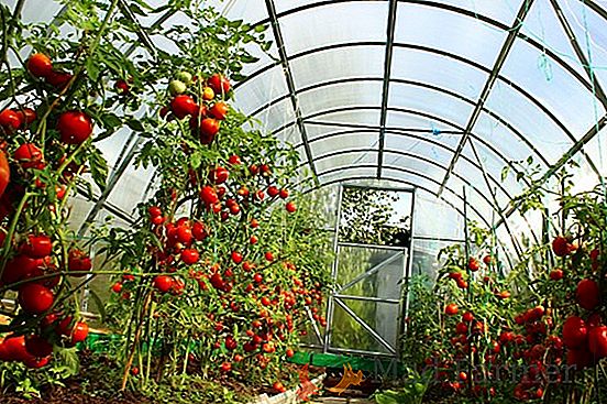 Tomates Pasynkovanie dans la serre: un diagramme, la formation d'un buisson, le temps, les caractéristiques, photo