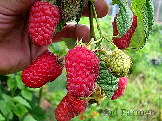 Особенности выращивания и характеристики крупноплодного высокоурожайного сорта томата «Чудо земли»