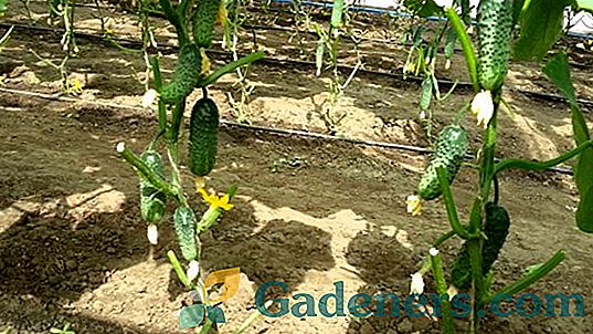 Характеристики на растящите ранни сортове краставици