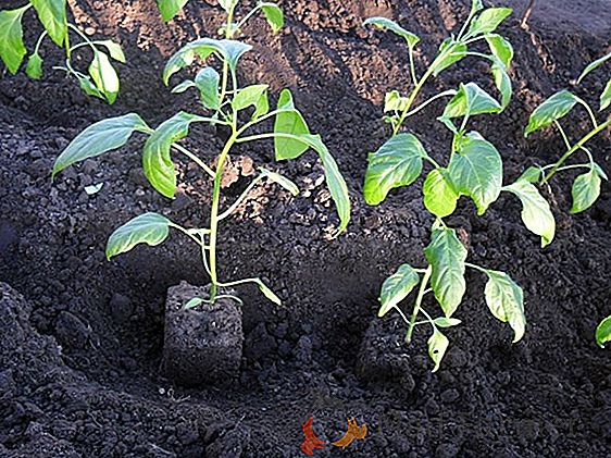 Zvláštnosti pěstování sladké papriky na skleníku z polykarbonátu: od výsadby až po pasynkovaniya