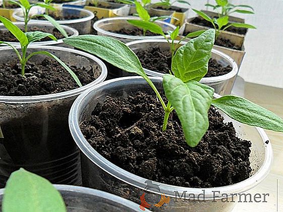 "Peppers gold-cúpula", termos de semear sementes de pimenta para mudas nos subúrbios