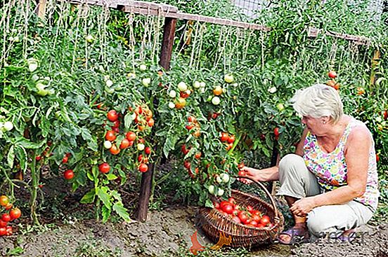 "President 2" est une tomate hybride à maturité précoce avec des récoltes sérieuses, sa description et ses recommandations