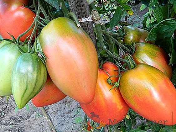 Tomate persistante "Podsinskoe Miracle" des éleveurs Minusinsk: une description de la variété, photo