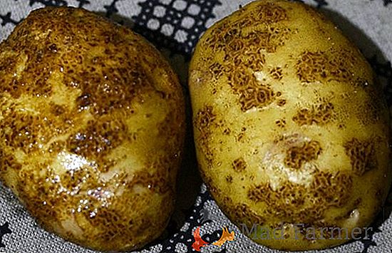 Phytophthora y sarna: ¿qué tipo de patatas son resistentes a estas enfermedades?