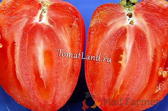Classiques roses dans votre serre - une description de la variété de tomate "Cardinal"