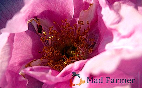 Paradiso rosa in giardino - Pomodoro ibrido giapponese "Paradiso rosa": tecniche agricole, descrizione e caratteristiche della varietà