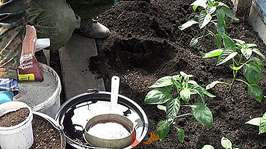 Посадка розсади перцю в теплицю з полікарбонату: коли садити і як підготувати?