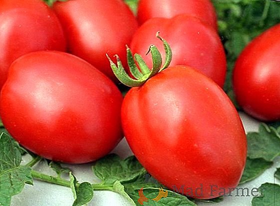 Popular entre os jardineiros é a variedade de tomate brilhante de tamanho médio - "Apple Saved"