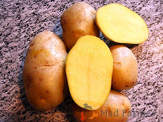 Populární brambory "Sante": popis odrůdy, chuť, fotografie, vlastnosti