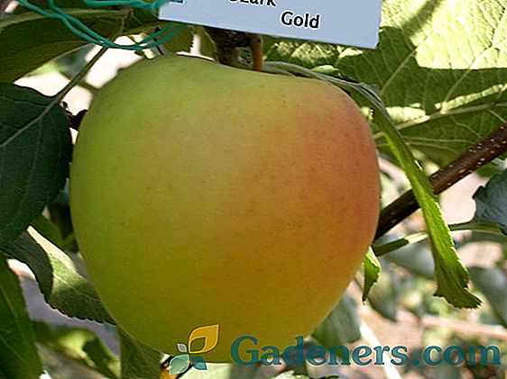 Populární odrůdy jablek v Rusku