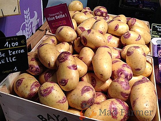 Potato Arosa: varietà bella, deliziosa e ad alto rendimento