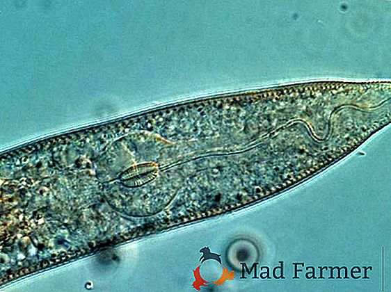 Nematóide de batata e outros tipos de parasita: características e fotos
