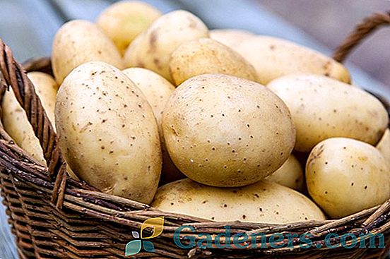 Riviera krumpir: opis sorte i tehnologija uzgoja