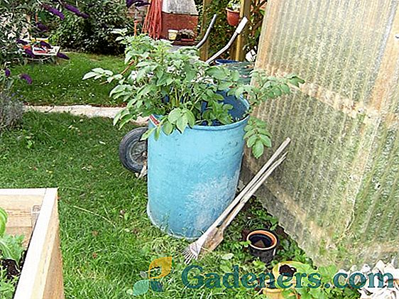 Кромпир у врећама: необично метод култивације баштовани експериментаторима