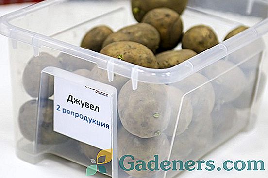 Jouvel Potato: karakteristična za sortu