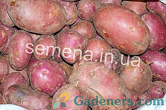 Mocarta kartupeļi: šķirnes apraksts un cieņa
