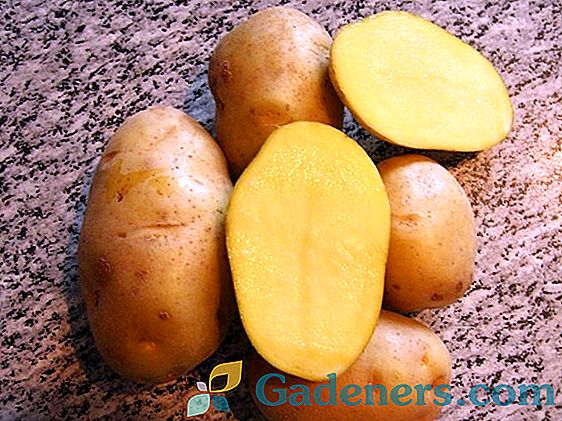 Характеристики на сортовете картофи 