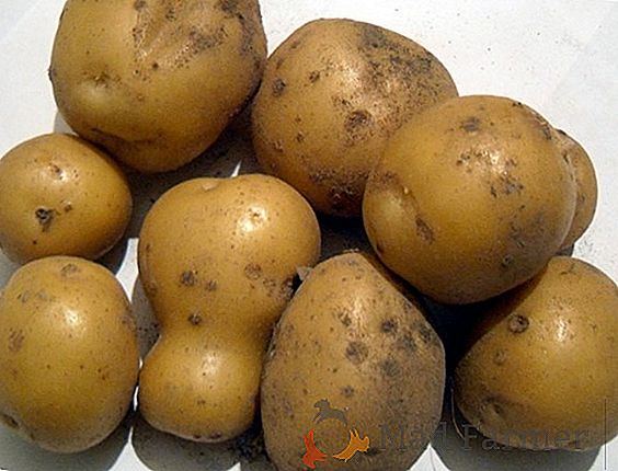 Pommes de terre Riviera: excellent goût et conservation à long terme