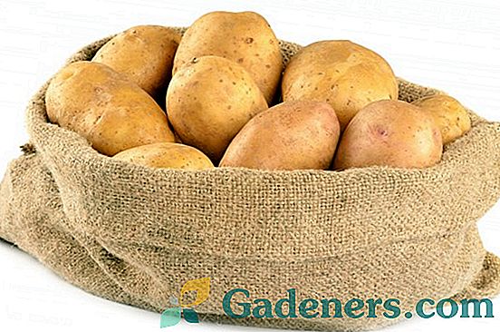 Otrada brambor: charakteristika a rysy zemědělské technologie