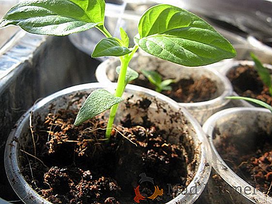 Właściwa uprawa papryki z nasion w domu: jak wybrać nasiona i wyhodować sadzonki w oknie