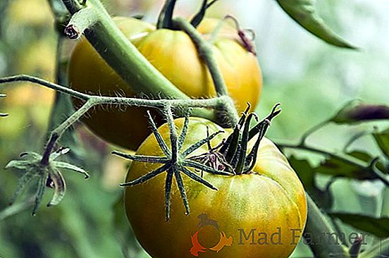 L'or pur dans la serre de tomate - description des variétés de tomates hybrides Golden mère-in-law "