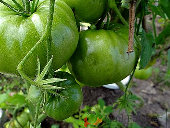 Pronto para condições severas do norte - tomate "Geleira" f1: descrição e descrição da variedade