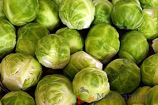 Рекомендации по употреблению брюссельской капусты при грудном вскармливании и включению овоща в меню ребенка
